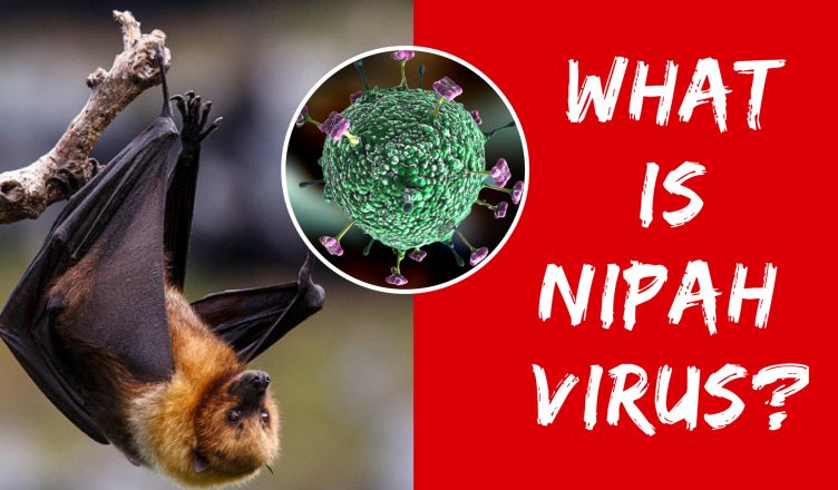 Nipah Virus – Causes, Symptoms And Prevention – All Things GUD!